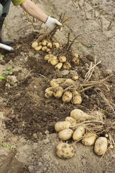 Farm worker makes harvesting potato  in a field