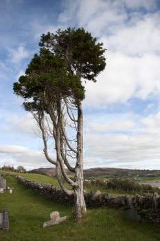 an old tall ancient tree standing alone in an Irish graveyard