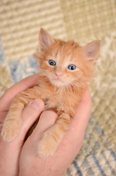 Ginger kitten cradled in hands with quilted background