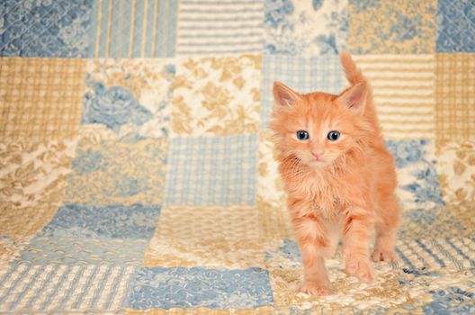 Orange kitten with blue eyes standing on a quilted backdrop
