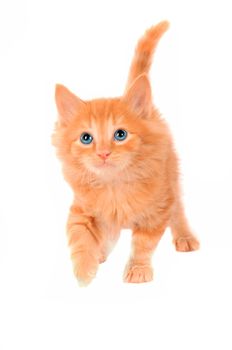 Fluffy ginger kitten with blue eyes