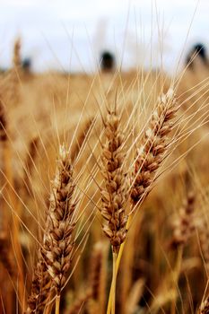 image of the field of spikelets of the wheat