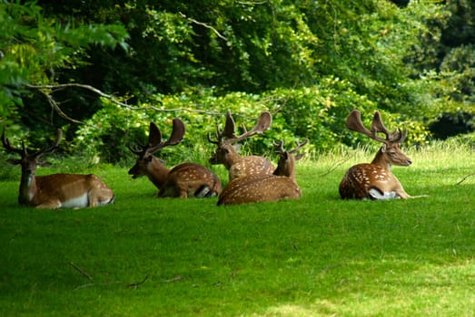 Group of grown male deer in a forest park safari