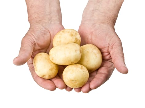 Fresh raw potato in hands of the farmer.Isolated on white, with clipping patch.