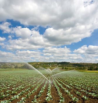 irrigation of young cabbage field