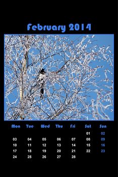 Colorful english calendar for february 2014 in black background, frozen branches and magpie