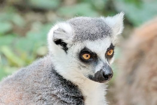 Lemur catta (maki) of Madagascar close up portrait