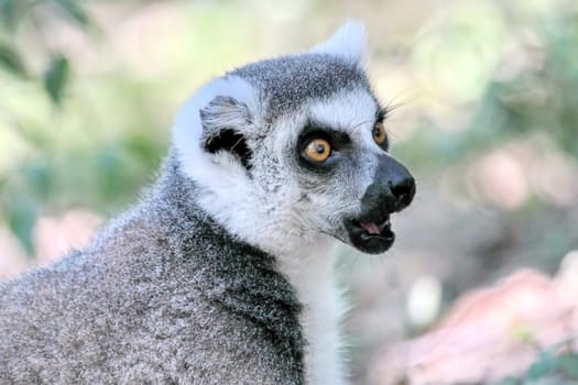 Lemur catta (maki) of Madagascar shouting close up portrait