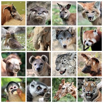 Animals collage with potamochoerus, otter, wallaby, maned and grey wolf, capybara, elephant, red panda, camel, hyena, snow leopard, lycaon, squirrel monkey, maki catta, giraffe, tiger portrait