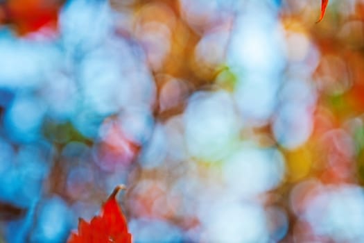 autumn leafy bokeh