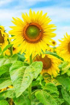 close up view on sunflower on field