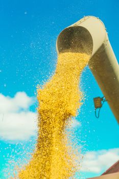 corns of wheat pouring from pipe