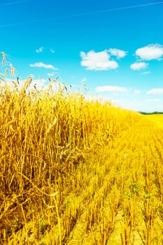 frield of wheat at harvesting