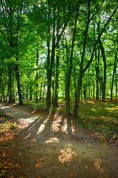 in green forest at summer