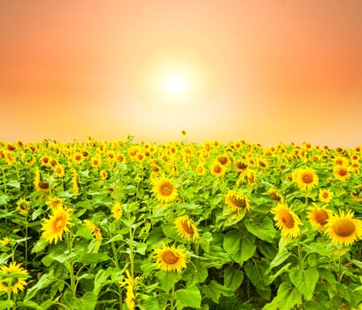 sunflower field at sunrise