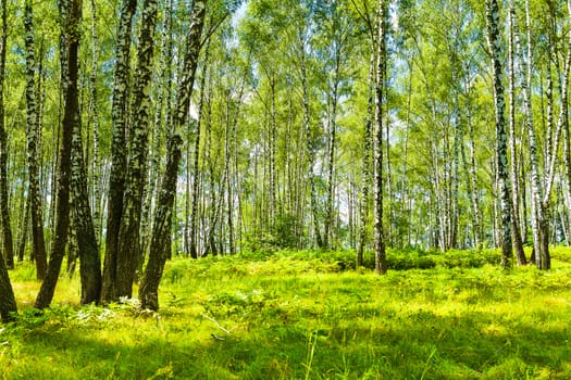 summer birch forest