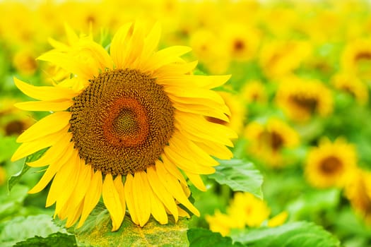 sunflowers field