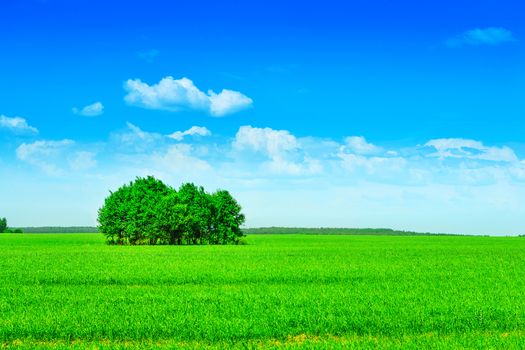 trees on filed