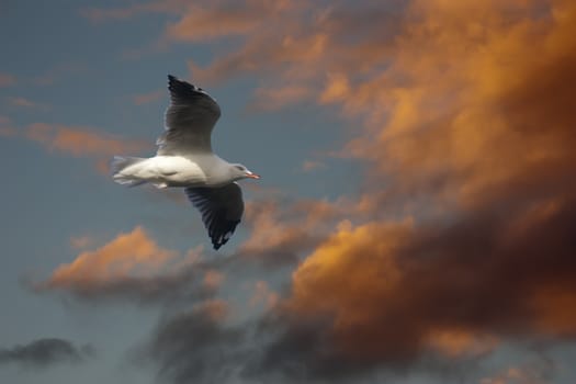 A seagull makes little headway against the gathering storm amidst the sunshine