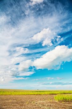 view on corn field and sky