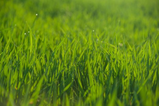 Close up of fresh thick grass with water drops in the early morning