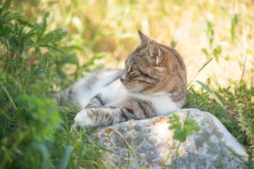 Grey cat is enjoying nature
