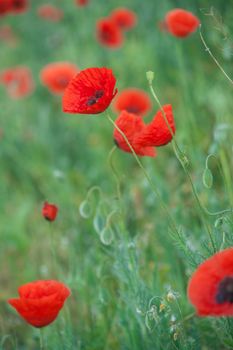 Field of Corn Poppy Flowers Papaver rhoeas in Spring