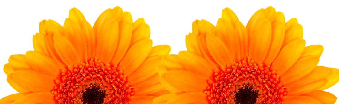 Two beautiful orange gerberas on white background