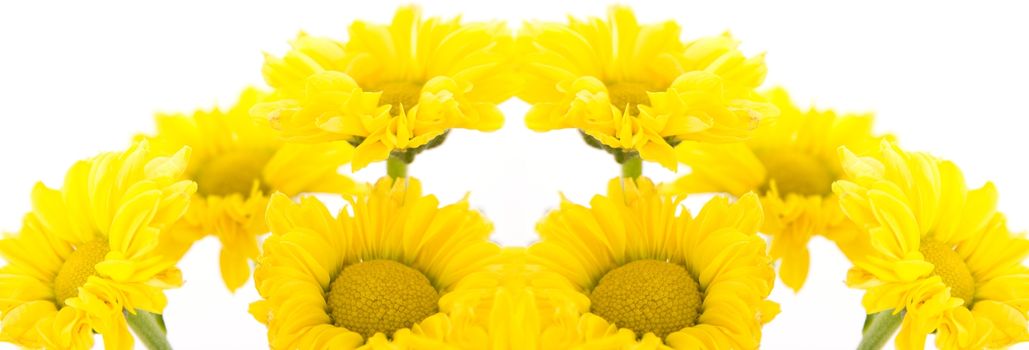 Beautiful yellow chrysanthemums on white background