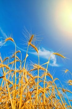 Golden wheat ears with sun over them. south Ukraine