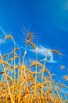 Golden wheat ears