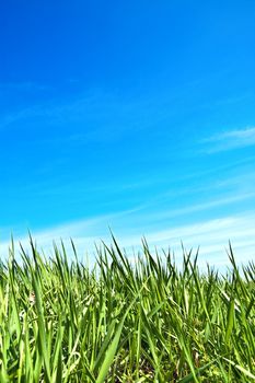 green grass and blue sky