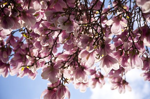 Blooming of a Magnolia Tree