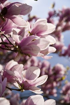Blooming of a Magnolia Tree