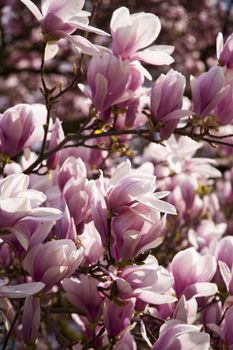 Blooming of a Magnolia Tree