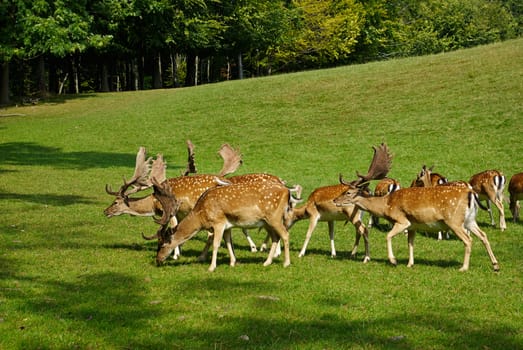 Group of grown male deer in a forest park safari