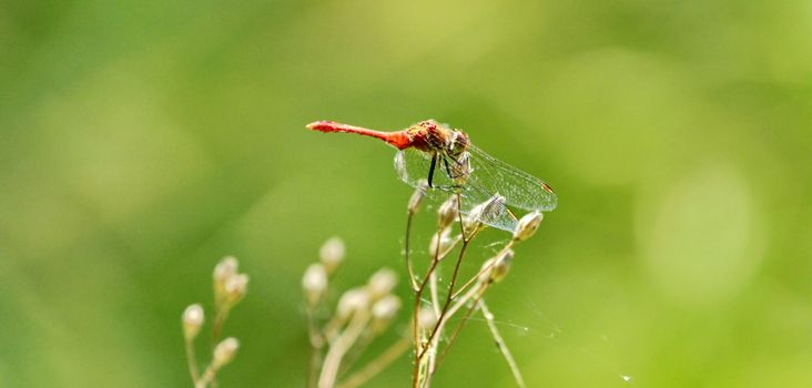 A red dragonfly