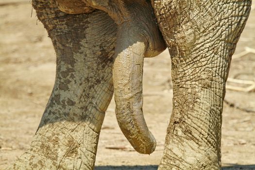 penis elephant