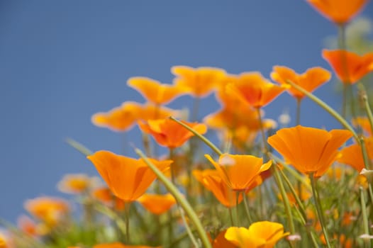 close up of colorful flowers