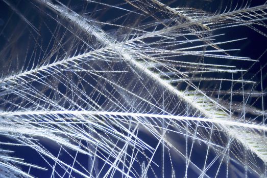 Microscopic Detail of a Feather