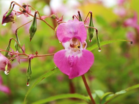 Close-up image a flower of the Himalayan balsam.