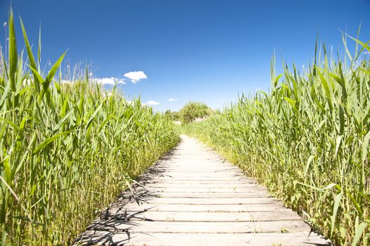 Wooden Path in natural Landscape