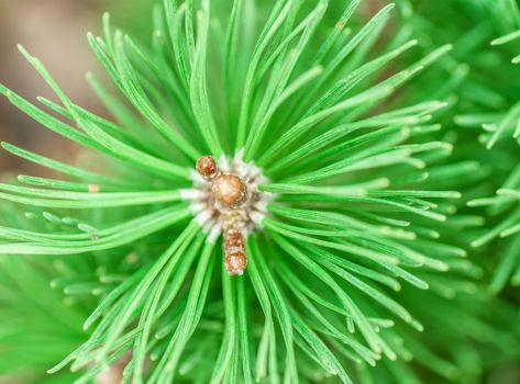 Pine Cone And Branches , blurry and close-up