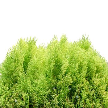 the young and green thuja  - isolated over white