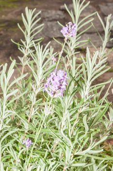 Lavandula angustifolia is a flowering plant in the family Lamiaceae, native to the western Mediterranean, primarily the Pyrenees and other mountains in northern Spain.