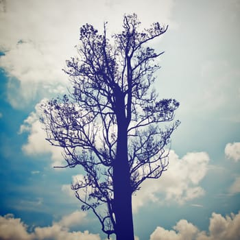 silhouette of the tree with blue sky with retro filter effect