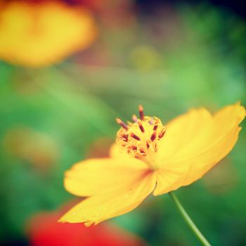 yellow flower in the garden with retro filter effect