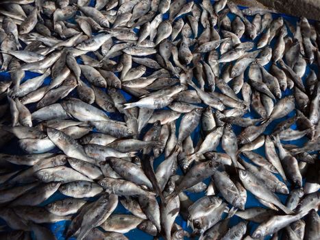 Dried fish.