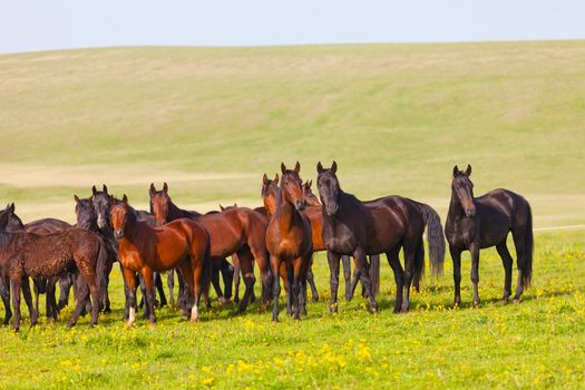 Herd of horses on a summer pasture