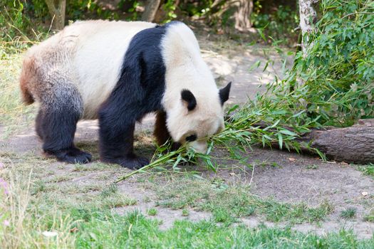 huge panda a bear is bamboo escapes